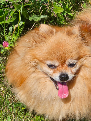 Grass makes me look great!
