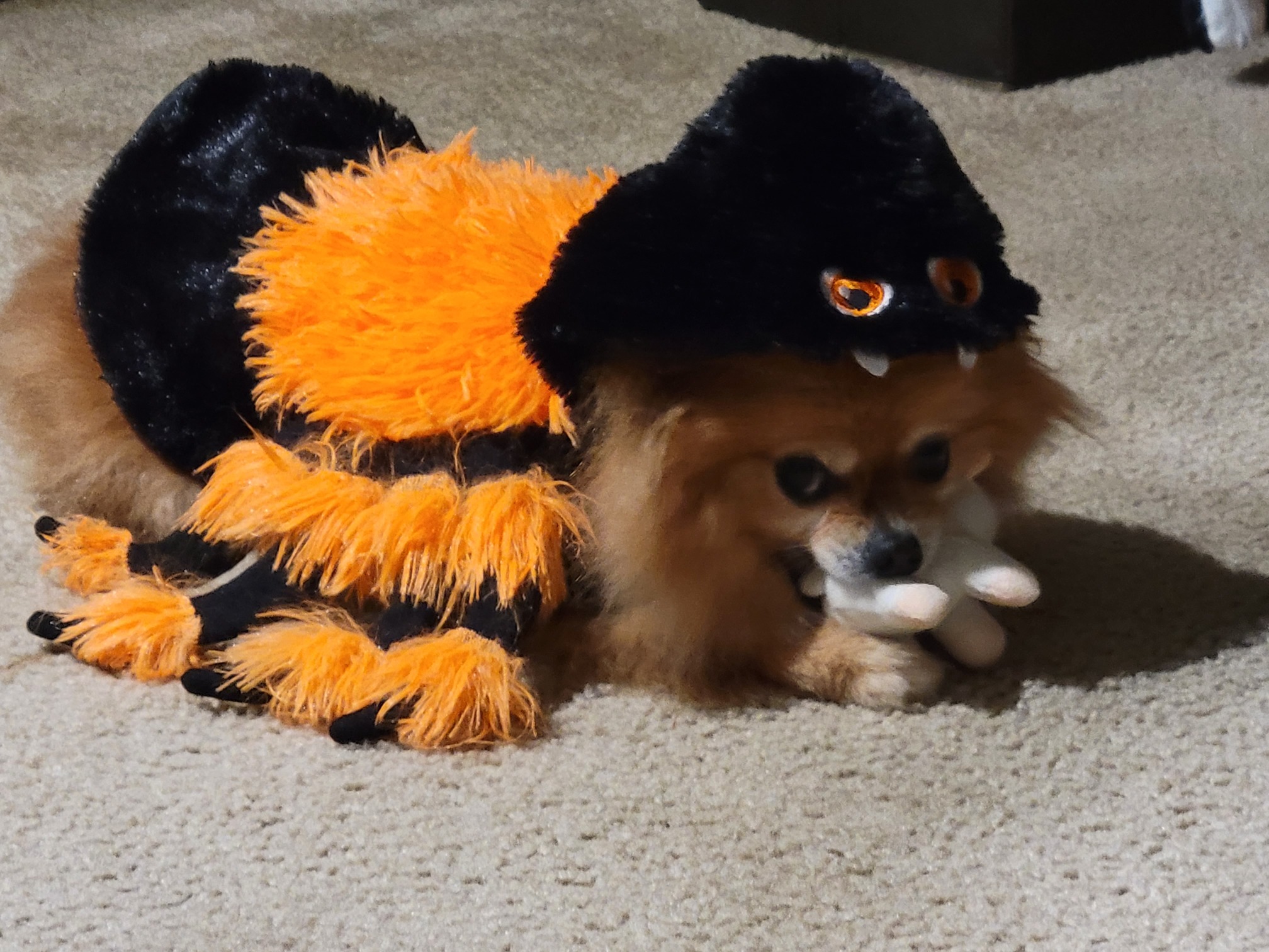 I am a dangerous spider