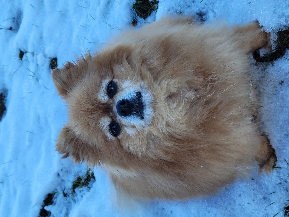 Huskies have nothing on me